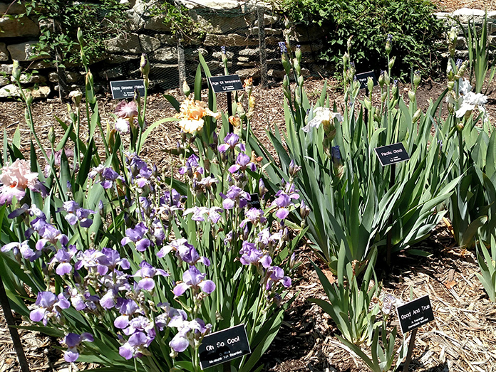 Pfister Iris Garden