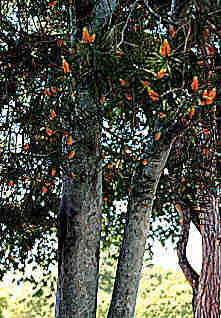 Pinus bungeana Lacebark Pine