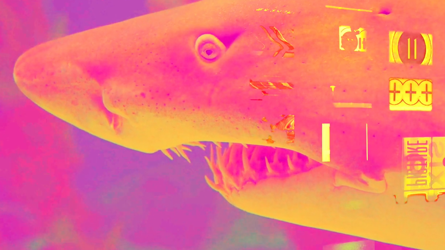 Image of a shark from Foster's film SLEEPING WITH THE FISHES