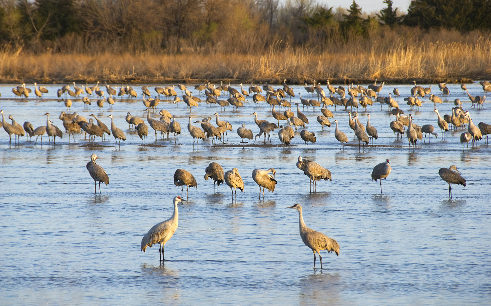 Cranes in water