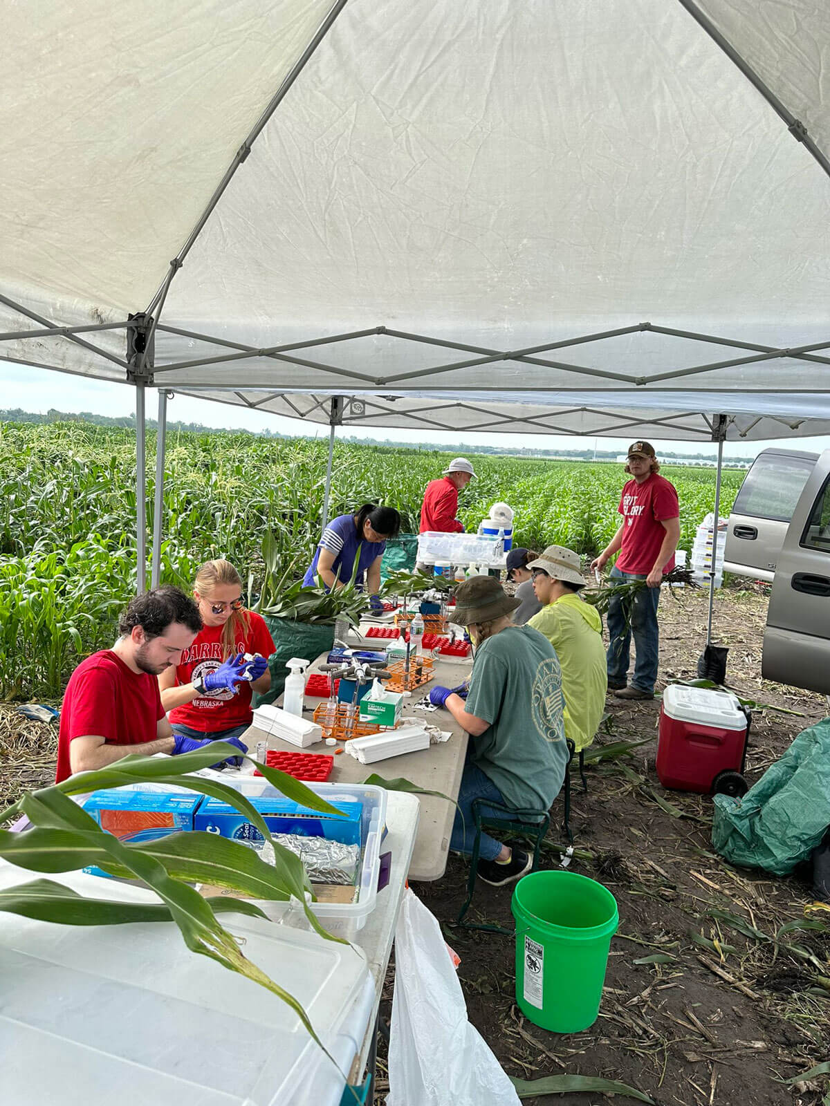Fieldwork at UNL's Havelock Farm -- part of Dr. James Schnable and Dr. Jinliang Yang's DOE funded collaboration.