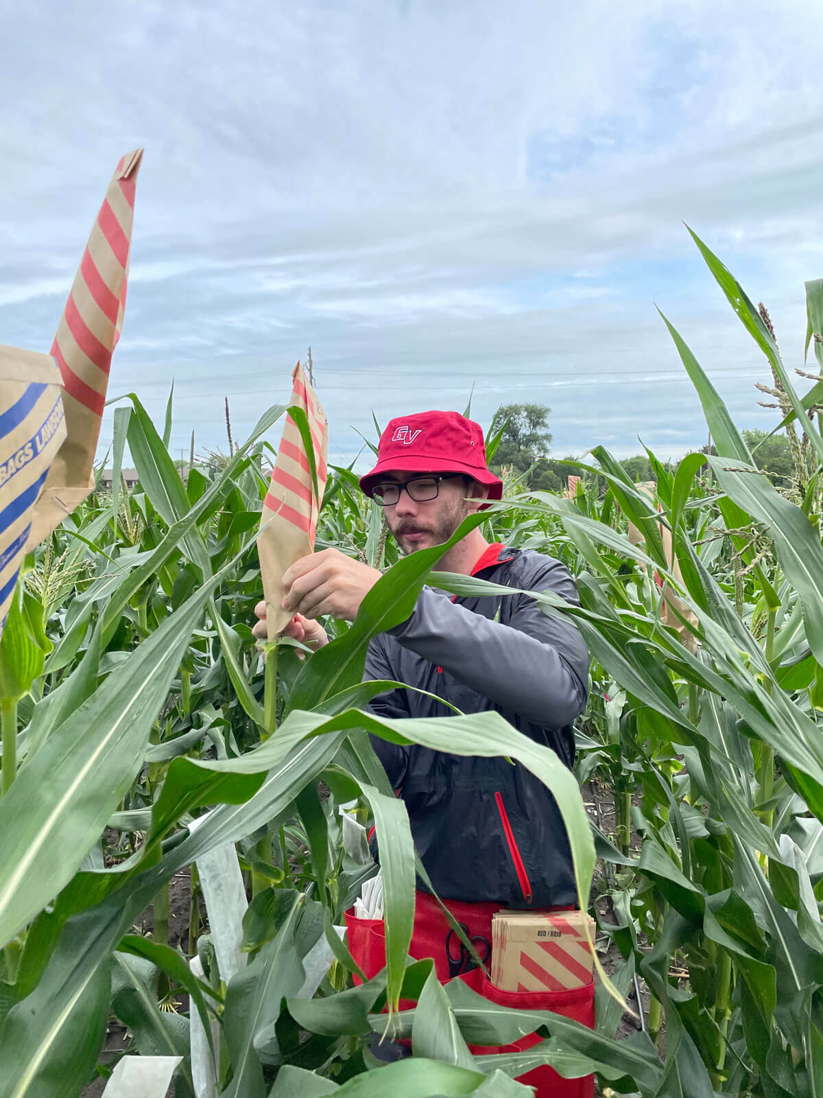 Crop-to-Food Innovation REEU student Lucas Kramer —mentored by David Holding— crossing sweet corn lines.