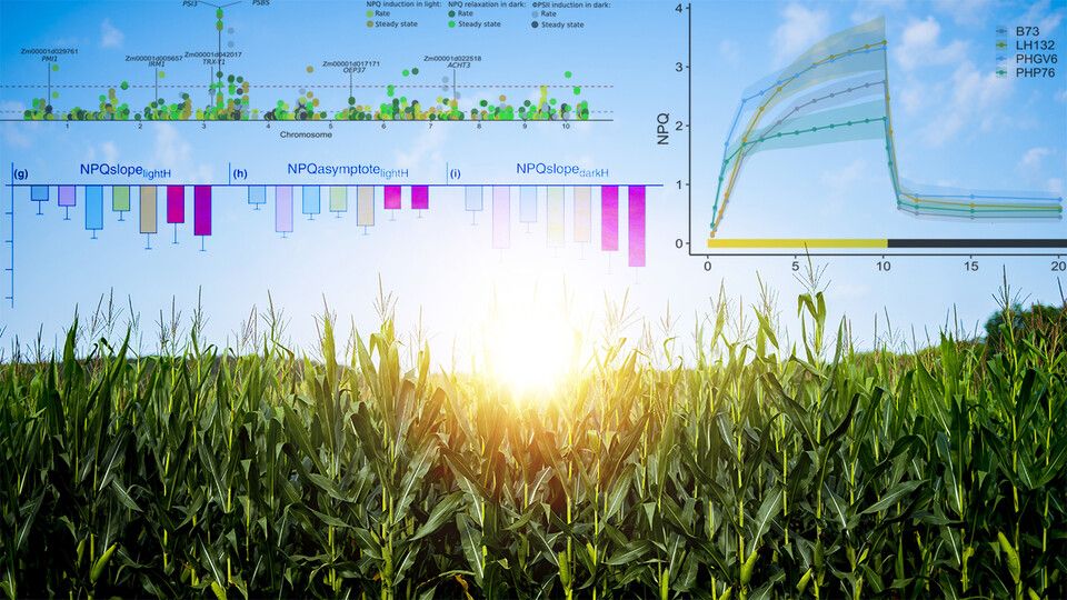 Graphic with charts and graphs overlayed on a field of corn.