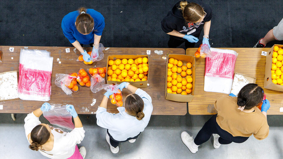 Overheard view of students sorting oranges for Food Bank volunteering