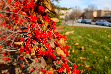 Red berries on a plant on the east side of the Ross Van Brunt Visitors Center